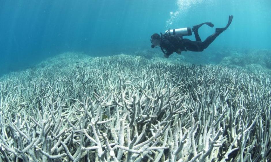 A diver checking out the Great Barrier Reef bleaching at Heron Island in February. Photo: XL Catlin Seaview Survey