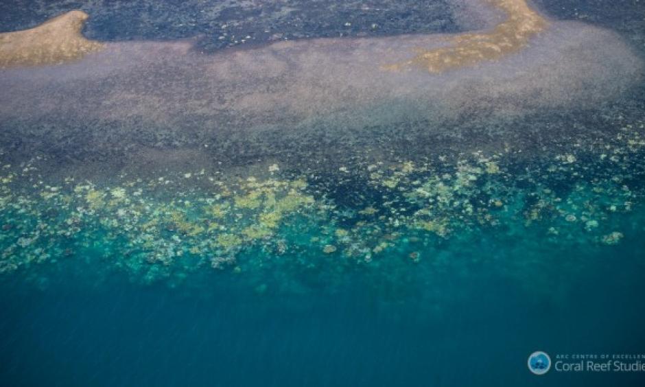 The National Coral Bleaching Taskforce has found record levels of bleaching on the Great Barrier Reef. Photo: Terry Hughes