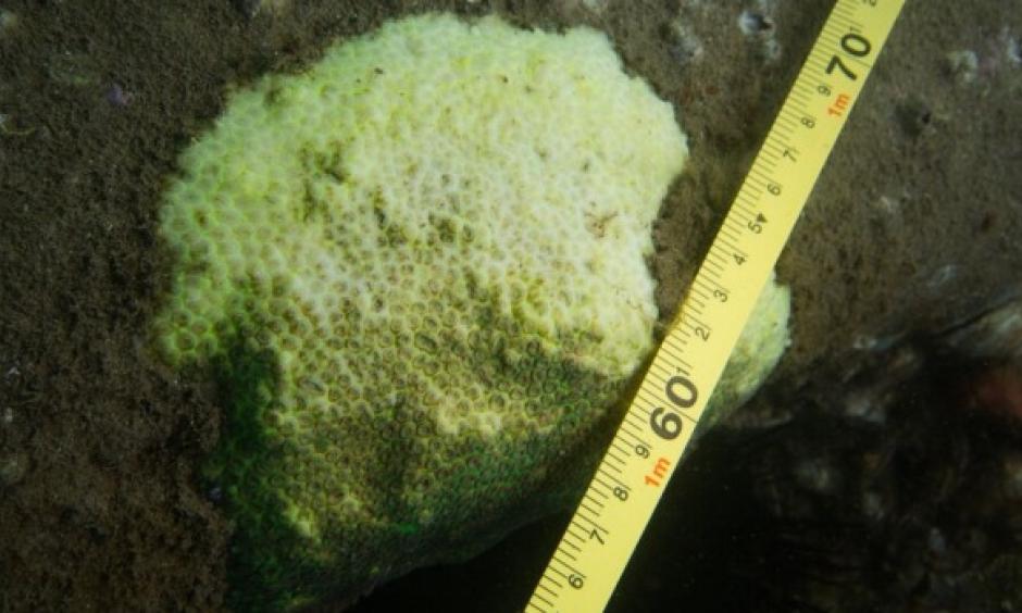 The coral bleaching is now widespread in the harbour, researchers say. Photo: Matthew Nitschke