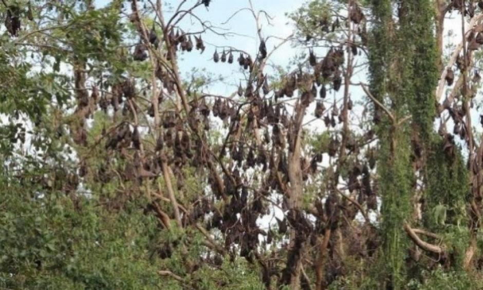 Whole colonies of bats have up and left the east coast of Australia, baffling experts. Photo: Stuff.co.nz