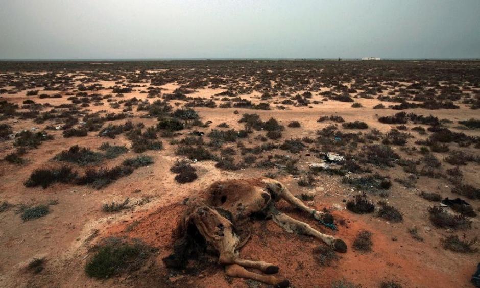 This Saturday, March 12, 2011 picture shows a dead camel in the desert outside the southeastern village of Ben Guerdane. Photo Associated Press
