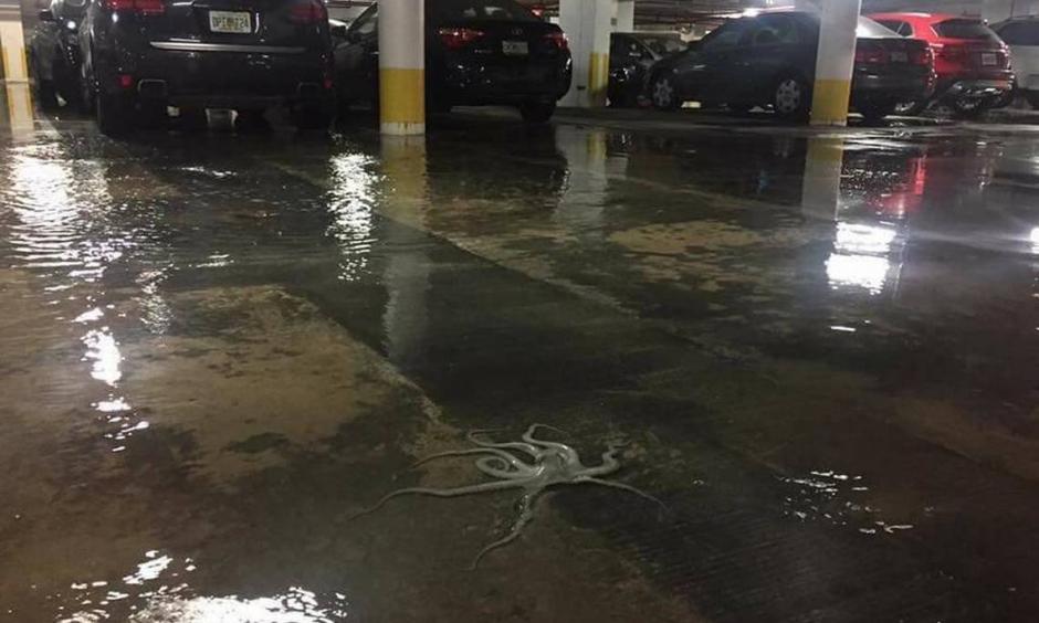 A photo of an octopus splayed out in a Miami Beach parking garage after the latest King Tide captivated the internet, but a University of Miami associate biology professor said residents should get used to seeing sea creatures in traditionally dry spaces. Photo: Richard Conlin, Facebook
