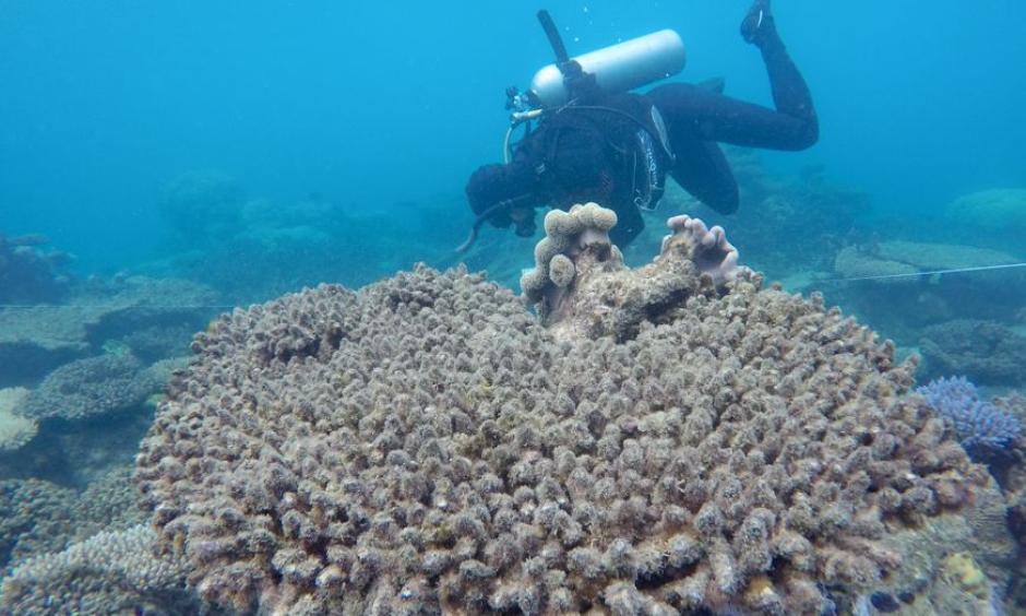A researcher from the ARC Centre of Excellence for Coral Reef Studies surveys the bleached/dead corals at Zenith Reef, in November 2016. Photo: Andreas Dietzel