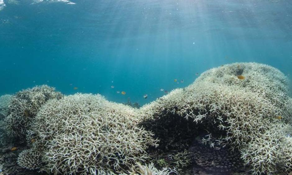 Dramatic coral bleaching, seen in Australia's Great Barrier Reef from March 2016. Photo: CNN