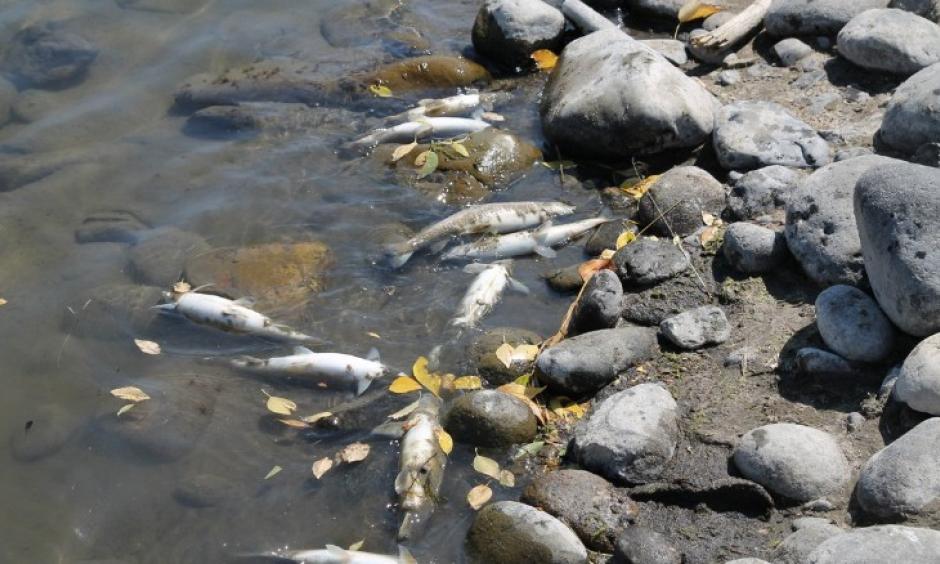 In recent days, officials have documented over 2,000 dead Mountain Whitefish on some stretches of the Yellowstone. Photo: CNN