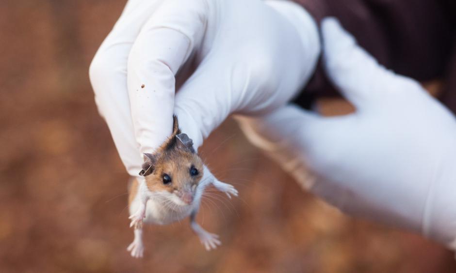White-footed mice are efficient transmitters of Lyme disease in the Northeast. They infect up to 95 percent of the ticks that feed on them. But it's people who create the conditions for Lyme outbreaks by building homes in the animals' habitat. Photo: Stephen Reiss, NPR
