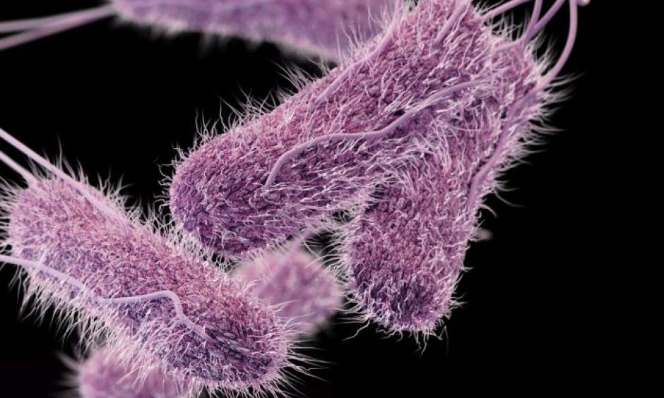 Typhoid. Image: CDC