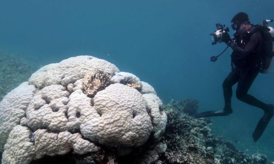 Severe bleaching last year on the northern Great Barrier Reef affected even the largest and oldest corals, like this slow-growing Porites colony. Photo: Terry Hughes et al./Nature