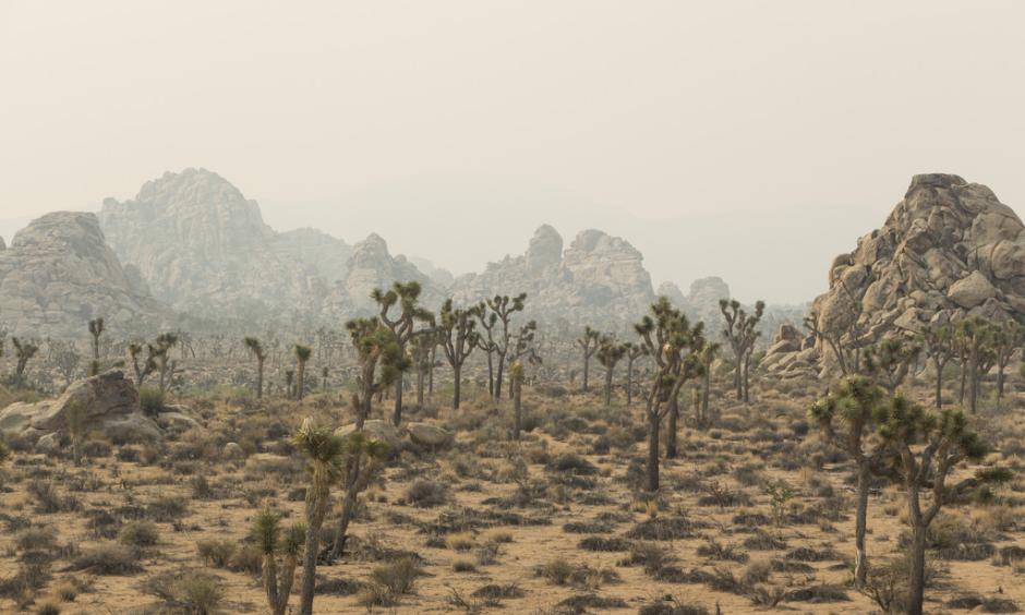 Smoke from the June 2015 Lake Fire in Joshua Tree National Park. Photo: Brad Sutton, NPS