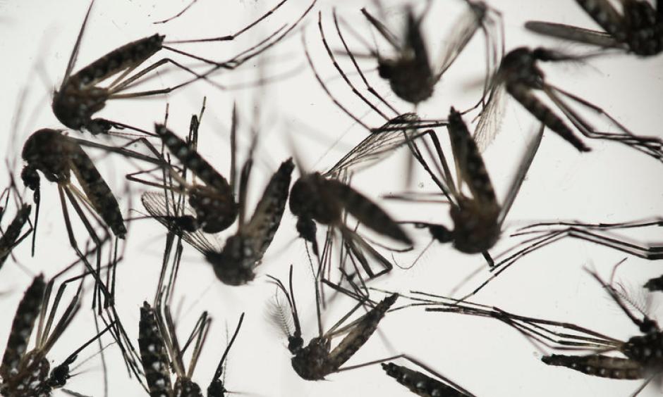 The mosquito that typically transmits Zika — the Aedes aegypti. Photo: Felipe Dana / Associated Press