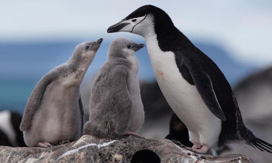 warmer oceans and sea ice decline from climate change are threatening penguins