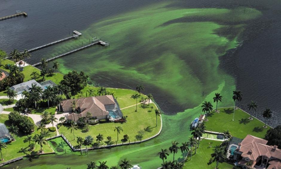 An algal bloom in Stuart, Florida, in June led to a state of emergency. Photo: Greg Lovett, Palm Beach Post
