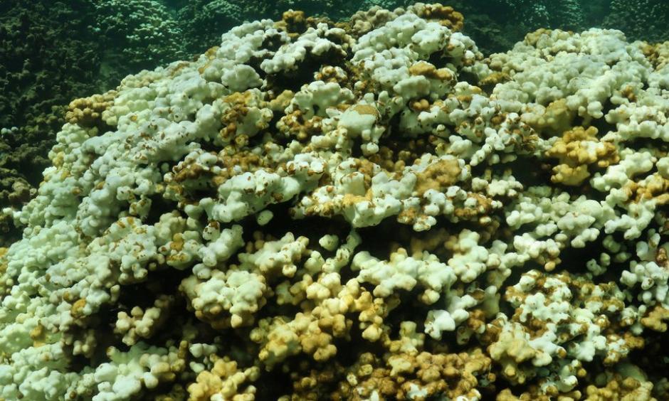 The white parts of the coral are bleached; the patchy brown bits have recently died and are just beginning to get covered in an algal fuzz. Credit: Shreya Yadav, J. Madin Lab/Hawaii Institute of Marine Biology at the University of Hawaii
