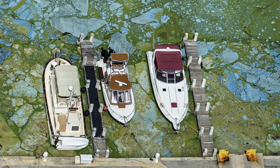 Boats docked at Central Marina in Stuart, Florida, are surrounded by blue green algae Wednesday. Photo: Greg Lovett / AP
