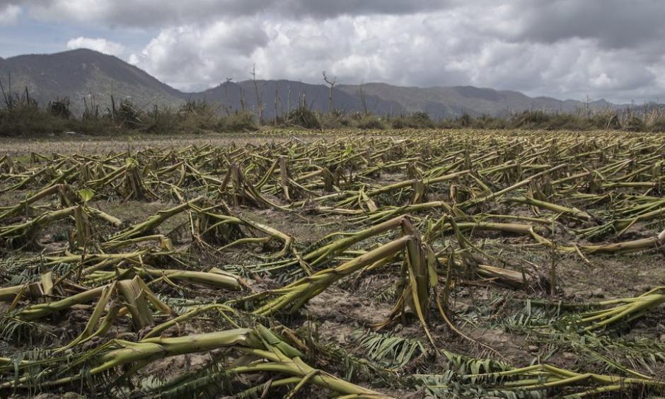 Plantain trees flattened by Hurricane Maria in Yabucoa, P.R. In a matter of hours, the storm destroyed about 80 percent of the crop value in Puerto Rico, the territory’s agriculture secretary said. Photo: Victor J. Blue for The New York Times