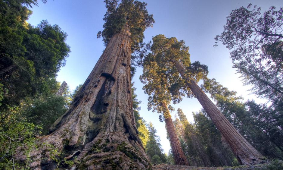 bark beetle climate change