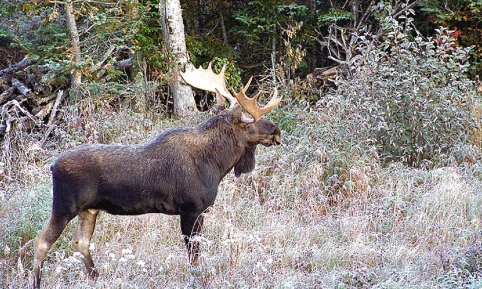 Bull moose. Photo: DNR