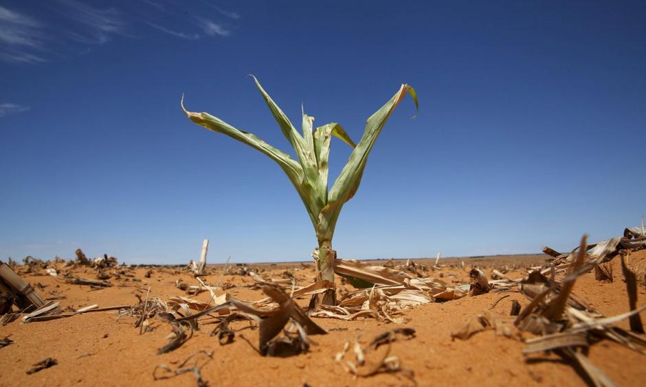 A maize plant among other dried maize in a field in Hoopstad in the Free State province, South Africa. The country suffered its driest year on record in 2015. Photo: Siphiwe Sibeko, Reuters