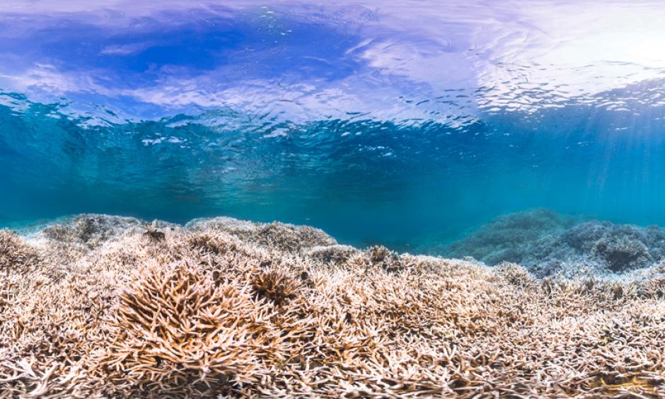 Airport Reef in American Samoa at the height of a bleaching event in February 2015. Photo: XL Catlin Seaview Survey