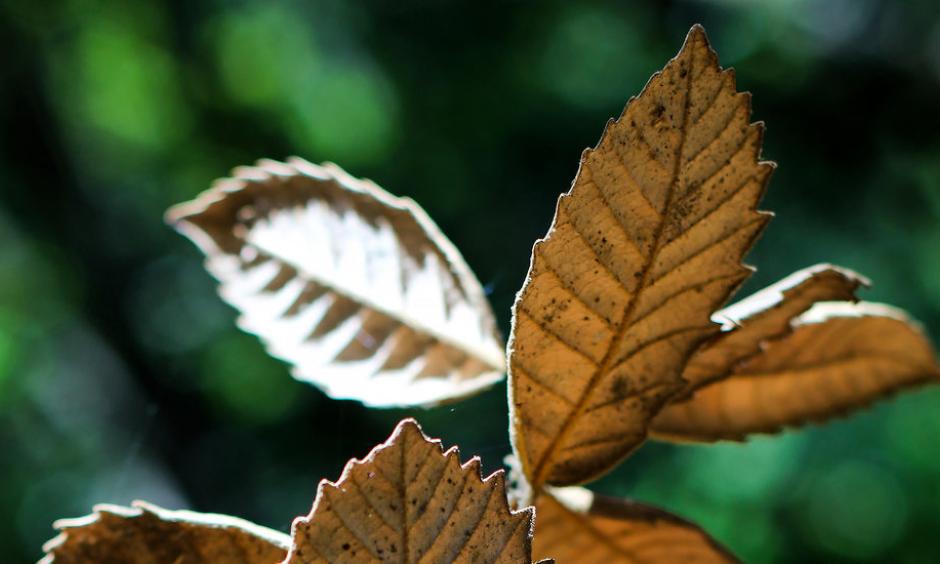 The leaves of a dead oak tree in Tomales Bay State Park in Marin County, Calif. Photo: Gabrielle Lurie for The New York Times