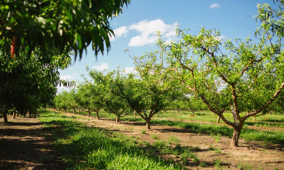 Fruitless peach trees at Pearson Farm in Fort Valley, Ga., about 100 miles south of Atlanta. A double punch of unseasonably warm winter weather and an ill-timed freeze devastated the peach crop. Photo: Maura Friedman, The New York Times