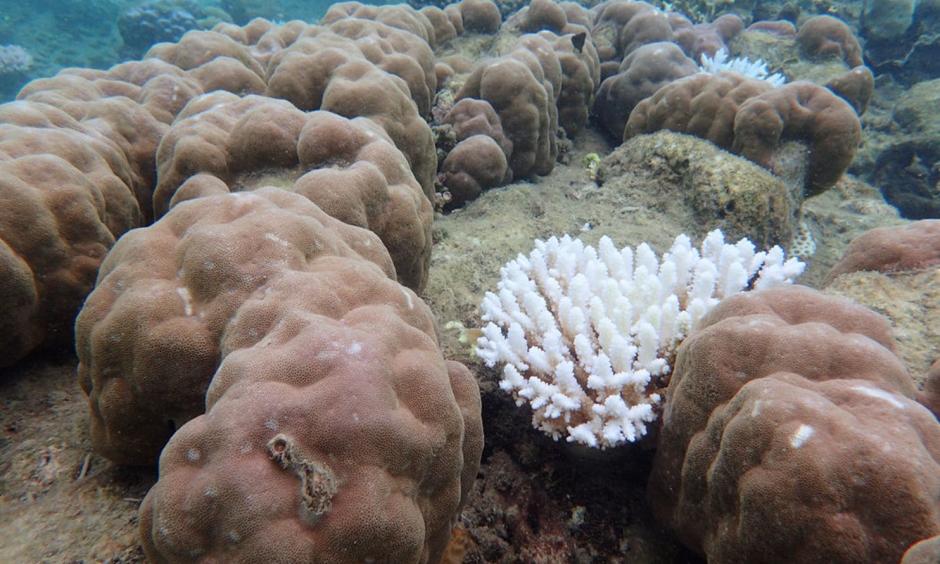 A severely bleached branching coral among the minimally bleached boulder coral. Photo: Gergely Torda, ARC Centre of Excellence for Coral Reef Studies