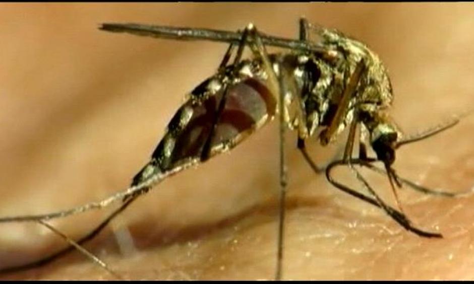 SC officials urge residents to take steps against mosquitoes. Photo: FOX