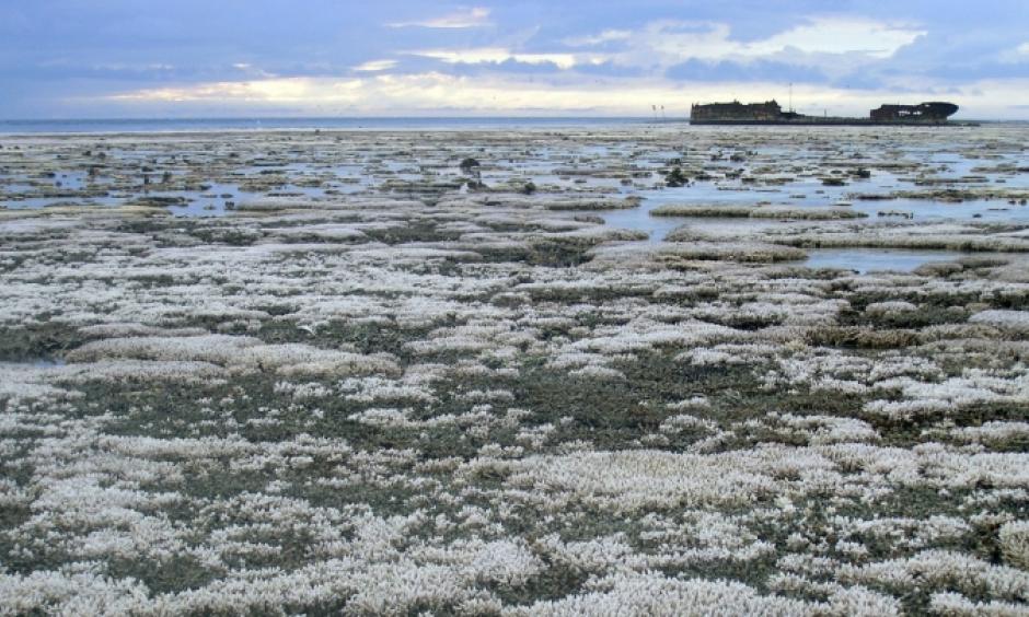 Bleaching of the Great Barrier Reef. Photo: Oregon State University, Flickr