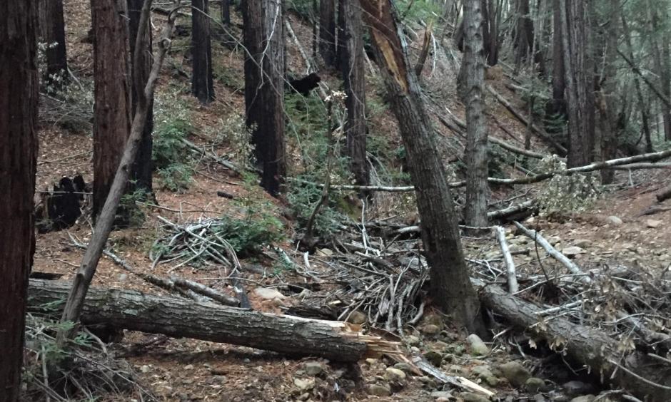 A 2015 photo of severely burned areas from the Summit Fire of 2008 that were detected by NASA satellite images. Note the extensive new vegetation regrowth around the charred tree trunks. Photo: NASA