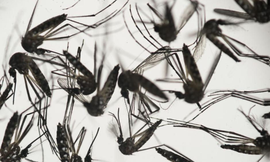Samples of Aedes aegypti mosquitoes, responsible for transmitting dengue and Zika, sit in a petri dish at the Fiocruz Institute in Recife, Pernambuco state, Brazil. On Nov. 18, 2016, the World Health Organization declared that Zika is no longer a global health emergency. Photo: Associated Press