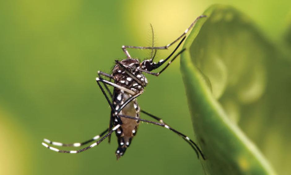 The Aedes aegypti mosquito, which transmits the Zika virus. Photo: Muhammad Mahdi Karim, Wikimedia Commons.