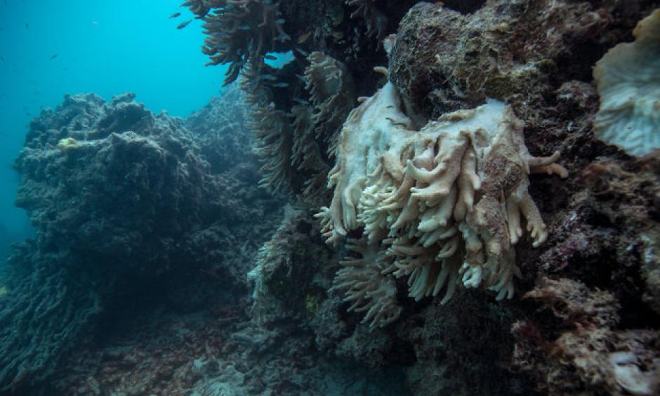 Soft coral decomposing and falling off the reef, captured by the XL Catlin Seaview Survey at Lizard Island on the Great Barrier Reef in May 2016. Photo: Catlin Seaview Survey