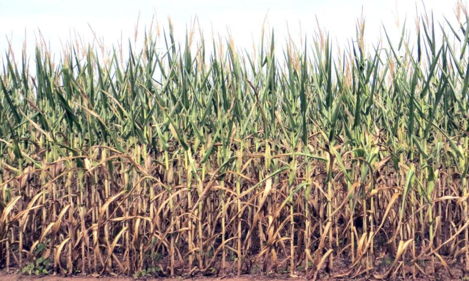 In upstate South Carolina, hundreds of acres of dryland corn that looked fabulous just three to four weeks ago suffered serious damage because of the recent heat wave. Photo: Garland Veasey, Clemson University