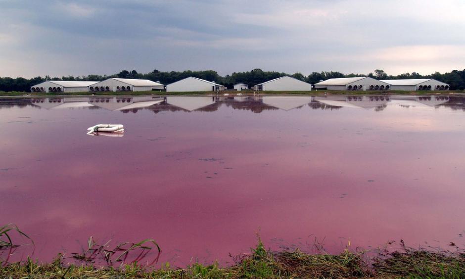 Hog Waste Lagoon North Carolina. Photo: Steve 2007