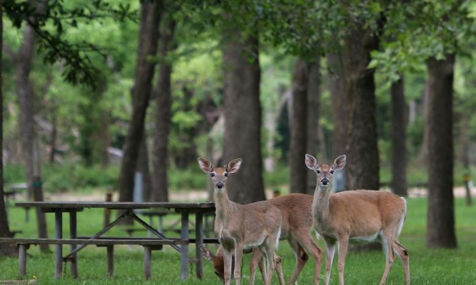 Deer are enjoying the relative quiet at Meramec State Park on Wednesday, May 24, 2017, near Sullivan that won't last much longer. The campgrounds have been closed due to historic flooding of the Meramec River. Photo: J.B. Forbes