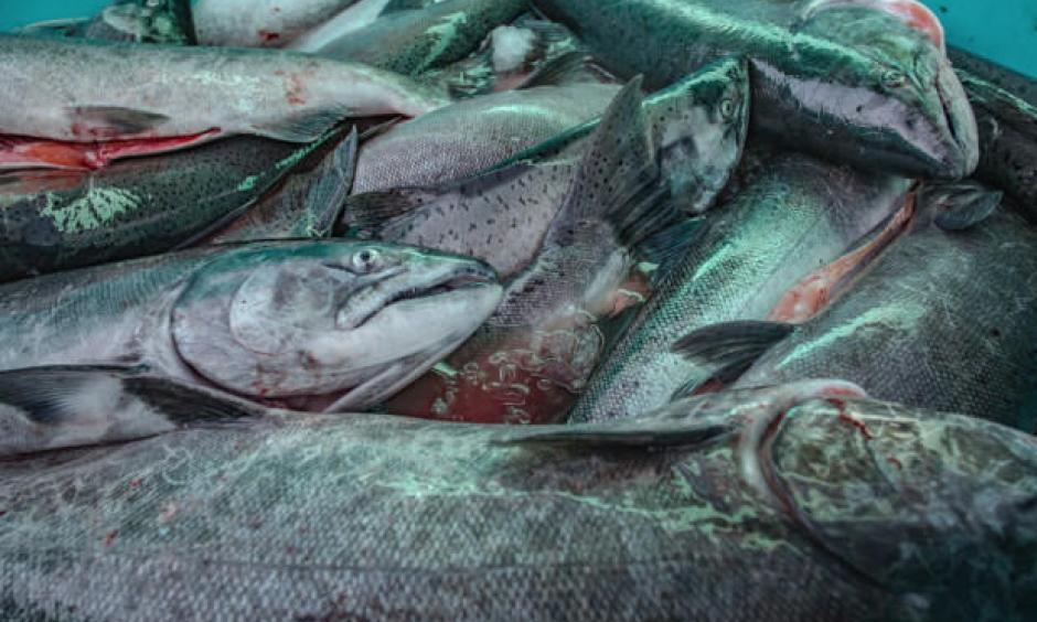 Unusual ocean and climate conditions have significantly harmed several Washington fisheries. Six fisheries in the state could now seek federal assistance to help bring things back to normal. Credit: Sean O'Connor
