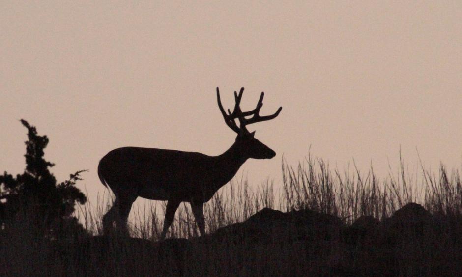 In The Pre-dawn Glow. Photo: Larry Smith, Flickr