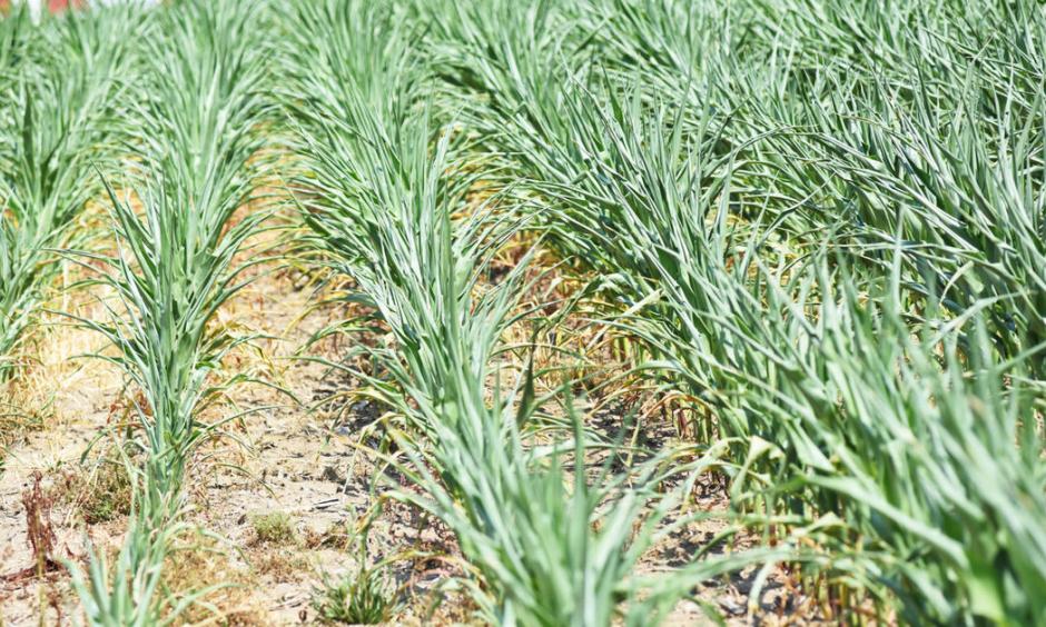For much of the 2016 growing season in Cayuga County, corn fields, like this one in Aurelius, were dry. This year has brought the opposite situation, with heavy rainfall creating challenges. Photo: The Citizen file