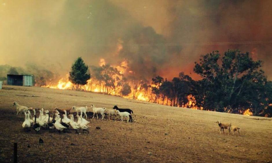 Sampson Flat fire front in the Adelaide Hills approaches goats and geese in a field. Photo: Eugene Klaebe, firefighter
