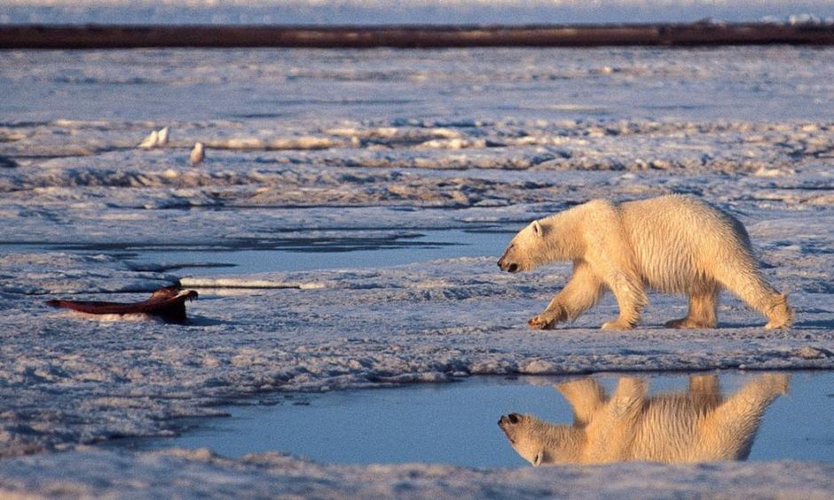 In this undated file photo, a polar bear is shown in the Arctic National Wildlife Refuge in Alaska. Photo: Subhankar Banerjee, AP