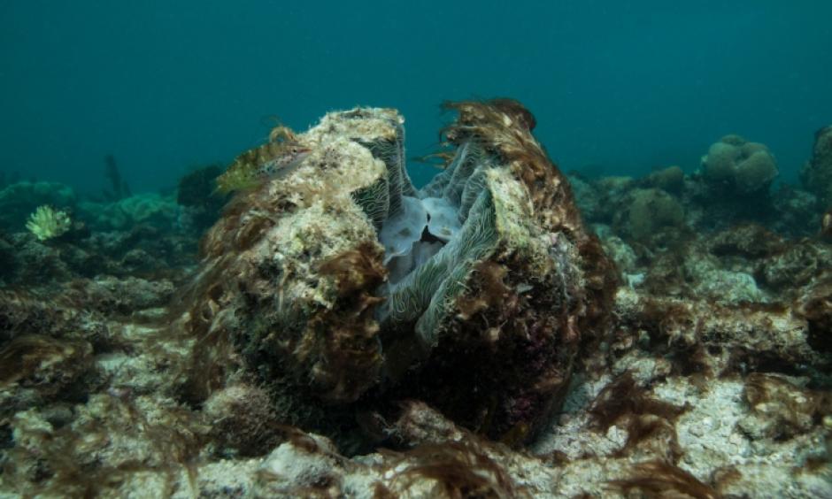 A dying giant clam in the Great Barrier Reef following severe bleaching in winter 2016. Photo: XL Catlin Seaview Survey