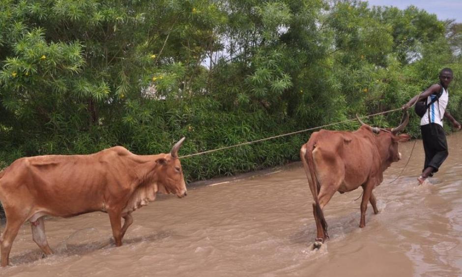 A man pulls his cows on a flooded path in Kochogo village, Nyando, after heavy rains /FILE