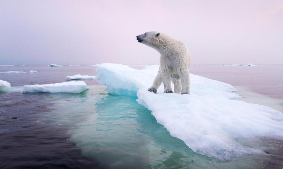 A polar bear stands on an ice floe near Manitoba, Canada, in 2012. Polar bears depend on sea ice, which is forming later in the fall and disappearing earlier in the spring. Photo: Paul Souders, Corbis