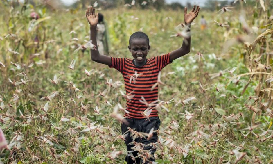Climate change fueled the desert locust crisis in East Africa