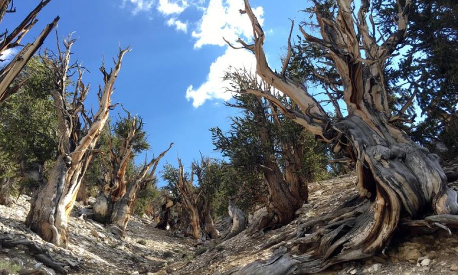This July 11, 2017, photo shows gnarled, bristlecone pine trees in the White Mountains in east of Bishop, Calif. Limber pine is beginning to colonize areas of the Great Basin once dominated by bristlecones. The bristlecone pine, a wind-beaten tree famous for its gnarly limbs and having the longest lifespan on Earth, is losing a race to the top of mountains throughout the Western United States, putting future generations in peril, researchers said Wednesday, Sept. 13. Photo: Scott Smith, AP