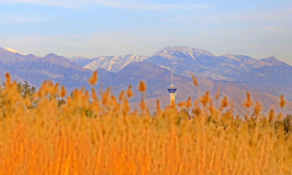 The Stratosphere peeks out above grass at Clark County Wetlands Park in Las Vegas on International Migratory Bird Day, Saturday, March 18, 2017. Photo: Brett Le Blanc, Las Vegas Review Journal