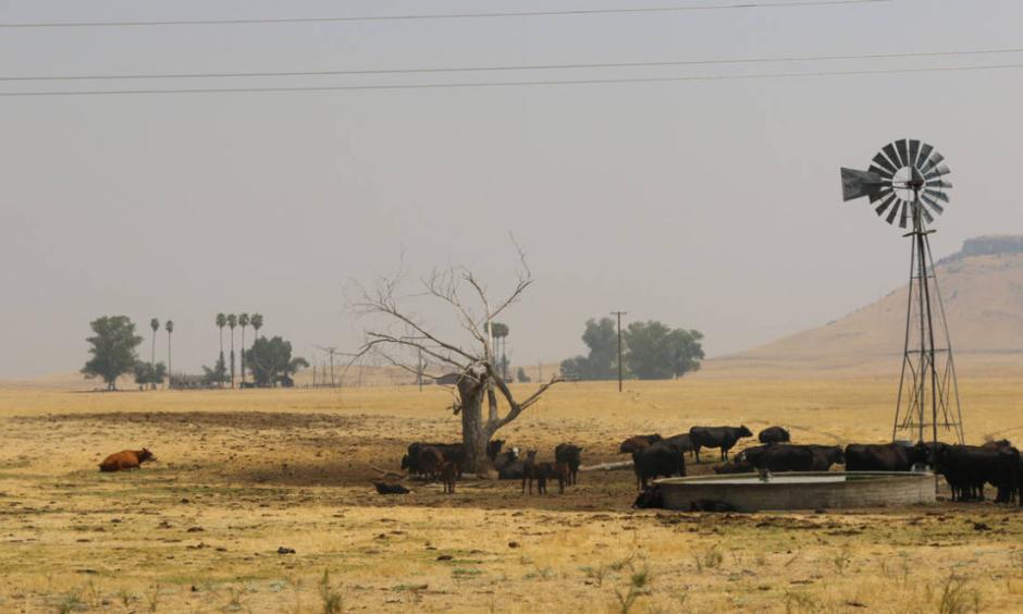 Cows graze in a smoky field north of Fresno. Smoke from the nearby Ferguson fire and other blazes burning throughout the state has drifted and settled into the Central Valley. Photo: Alex Hall, KQED