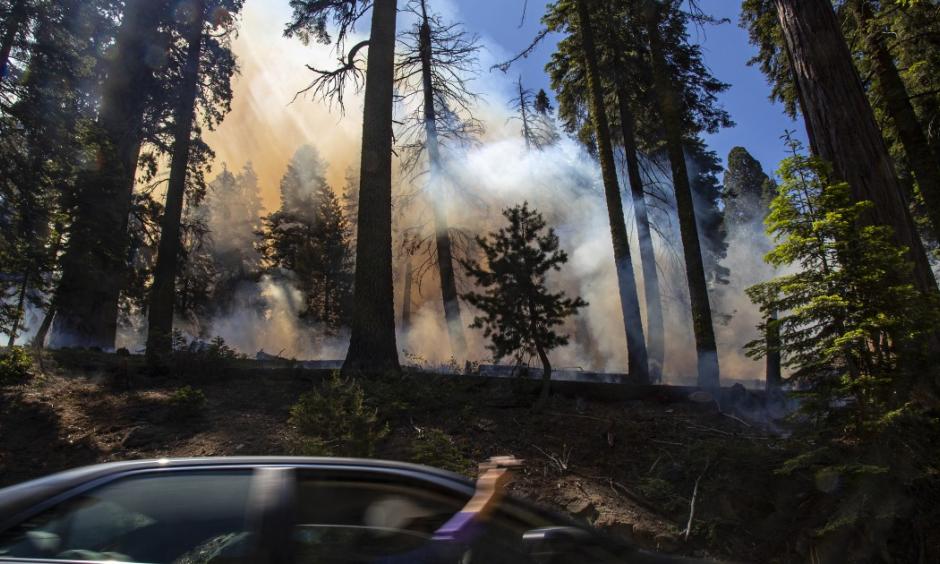 A wildland firefighter carries his gear during a prescribed burn to get rid of dead trees and fallen brush in the Giant Forest in Sequoia National Park. Credit: Gina Ferazzi, Los Angeles Times