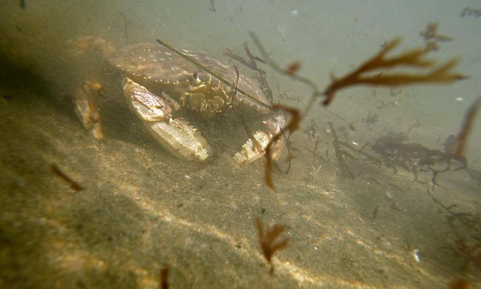 A crab walks on the stand under in the ocean at Linda Mar in Pacifica, Calif. on October 7, 2015. Photo: Brian Feulner