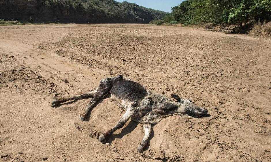 The carcass of a dead cow lies in the Black Umfolozi River, dry from the effects ot the latest severe drought, in Nongoma district north west from Durban, South Africa, on November 9, 2015. Photo: Mujahid Safodien, AFP/Getty Images)
